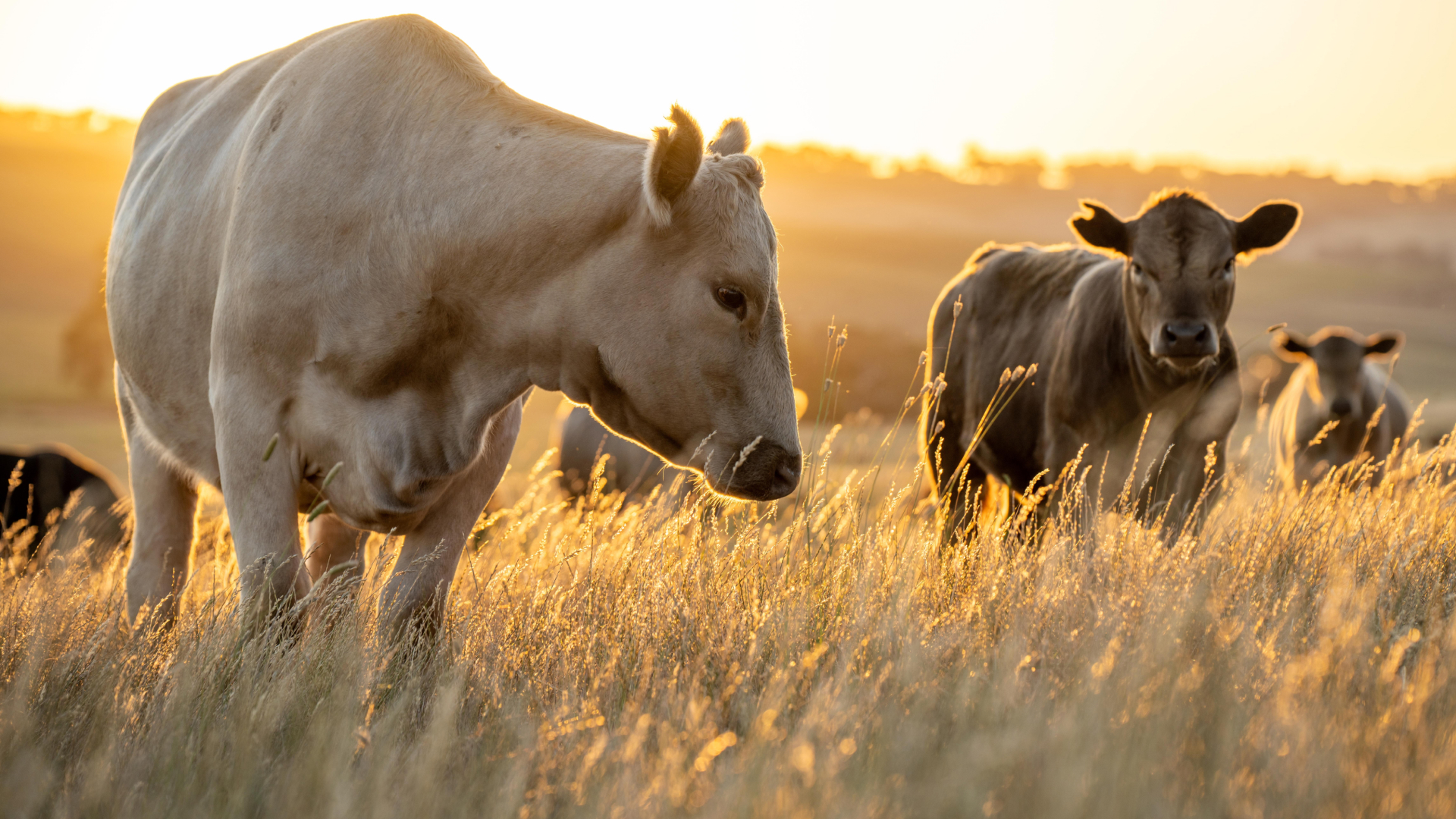 EUDR for Cattle